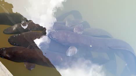 Grandes-Anguilas-Negras-De-Agua-Dulce-Y-Salada-Que-Llegan-A-La-Superficie-Del-Río-Para-Alimentarse-En-Nueva-Zelanda