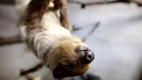 Sloth-close-up-animal-eating-slow-motion-upside-down