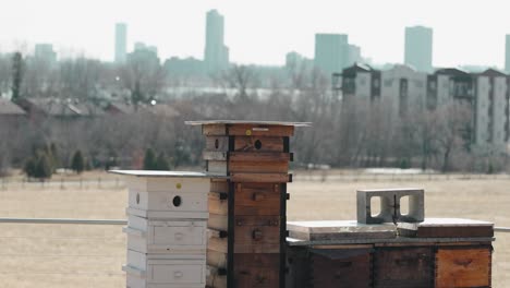 Ottawa-city-scape-and-apartment-buildings-in-the-background-of-a-beekeeping-Langstroth-hive-farm-in-Gatineau,-Quebec