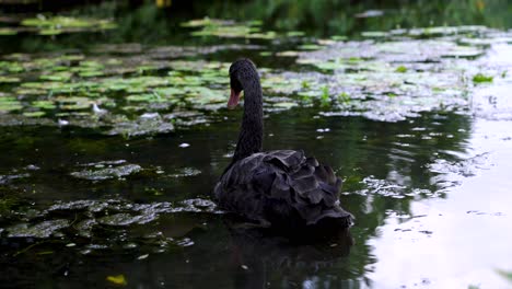 Majestic-black-swans-swimming-on-a-lake,-Botanic-Gardens-Singapore