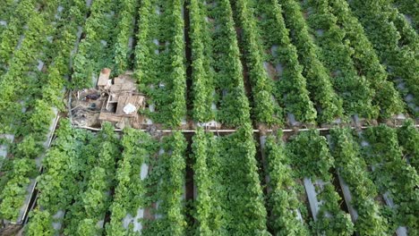 Aerial-drone-view-of-Cantaloupe-Melon-and-Watermelon-Growing-in-fields-at-Indonesia