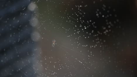 Spinnennetz-Wird-Im-Garten-Mit-Wasser-Bespritzt
