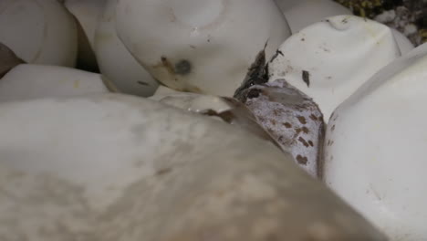 Macro-close-up-of-a-clutch-of-python-eggs