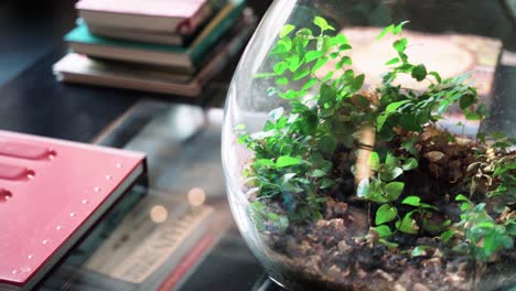 Terrarium-plant-ecosystem-inside-glass-bowl-on-desk,-Pan-right-shallow-depth-shot