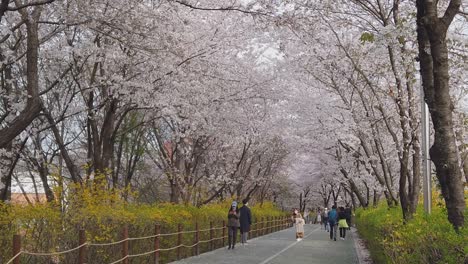 Menschen,-Die-Im-Park-Unter-Blühenden-Kirschblütenblättern-Spazieren,-Die-Von-Bäumen-In-Seoul-Fliegen