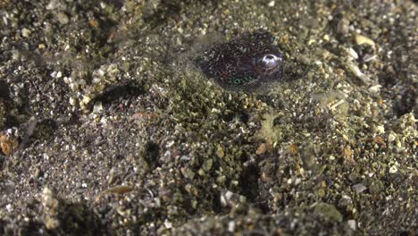 Bobtail-Tintenfisch-Gräbt-Im-Sand-Und-Versteckt-Sich-Nachts