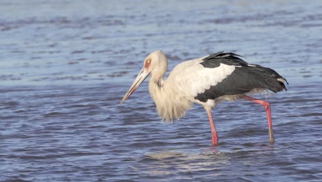 Close-side-view-of-maguari-stork-walking-slowly-in-shallow-water