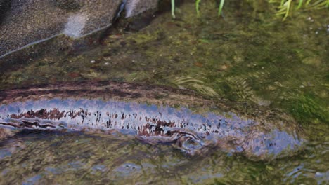 Japanischer-Riesensalamander-Andrias-Japonicus,-Der-Langsam-Durch-Den-Fluss-Läuft