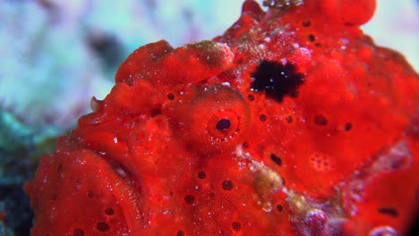 Red-warty-Frogfish-Antennarius-macuatus)-super-close-up-on-coral-reef