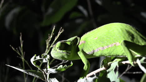 Close-up-of-a-flap-necked-Chameleon-in-it's-natural-habitat