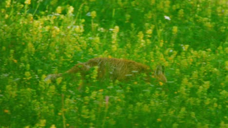A-fox-is-walking-through-deep-grass-and-flowers