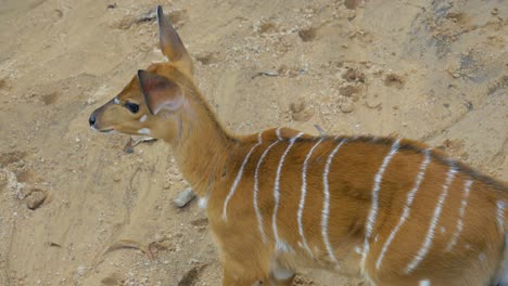Detail-of-a-baby-deer-with-stripes-in-a-sandy-location