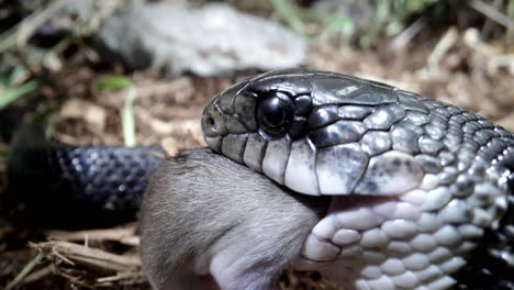 Serpiente-Rata-Negra-Comiendo-Un-Ratón-A-Cámara-Lenta