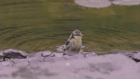 Blue-Tit-Chick-Bird-Washing-In-Pond