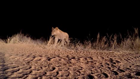 A-low-angle-clip-of-a-pride-of-lions,-silent-and-stealthy-moving-over-the-road-at-night