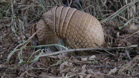 Armadillo-foraging-for-food-in-grass-and-dirt