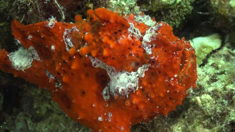 Roter-Warziger-Seeteufel-Aus-Nächster-Nähe-Am-Korallenriff