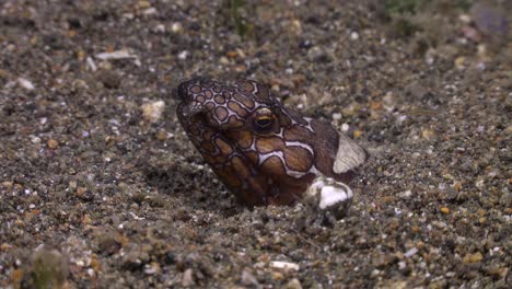 Napoleon-snake-eel-and-small-hermit-crab-on-coral-reef-in-the-Philippines