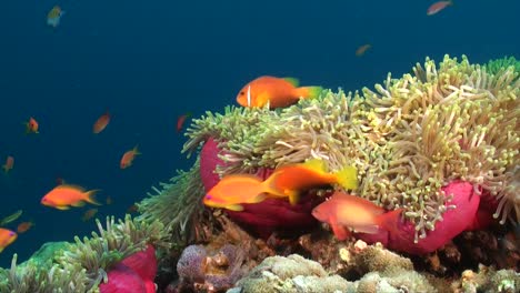 Anemonenfische-Schwimmen-Durch-Rosa-Seeanemonen-Am-Farbenfrohen-Korallenriff