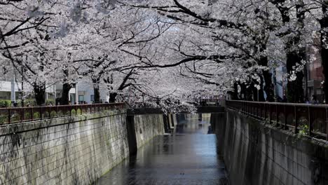 The-Best-Cherry-Blossom-in-Tokyo
