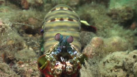 Zerschmetternde-Fangschreckenkrebse-Starren-In-Die-Kamera-Und-Machen-Eine-180-Grad-Drehung-Am-Korallenriff