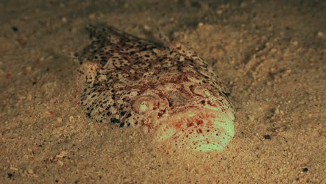 Stargazer-buried-in-sand-at-night-for-perfect-camouflage