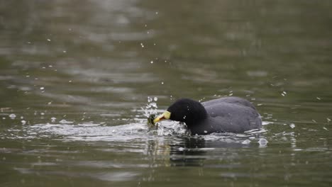 Close-up-of-hunting-Red-gartered-Coot-shaking-head-in-pond---Fulica-Armillata