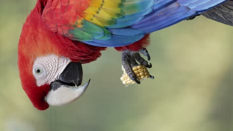 Vertical-video--Colorful-Scarlet-Macaw-eating-corn