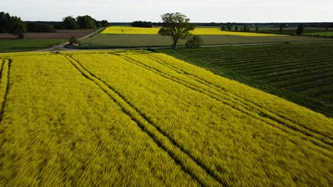 Aerial-flight-over-blooming-rapeseed-field,-flying-over-yellow-canola-flowers,-green-oak-tree,-idyllic-farmer-landscape,-beautiful-nature-background,-drone-shot-moving-forward