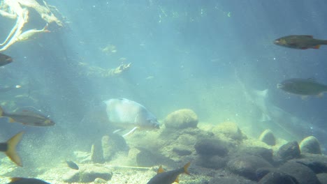 Fischschwarm-Schwimmt-Im-Süßwasseraquarium,-Beleuchtung-Durch-Sonnenstrahl,-Nahaufnahme