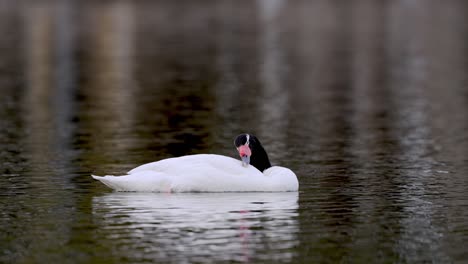 Single-Black-Necked-Swan-swimming-on-calm-lake-water,-scratching-body