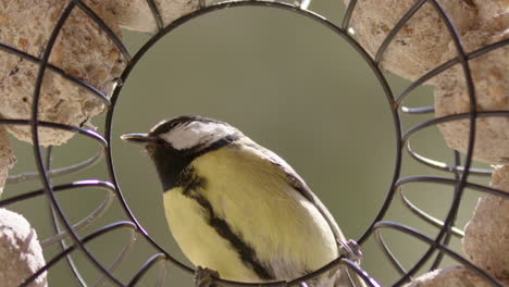 Great-tit-bird-eating-fat-balls-with-feed-in-bird-feeder,-slow-motion-close-up