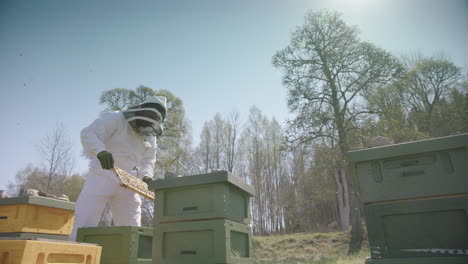 BEEKEEPING---Beekeeper-removes-frame-during-inspection,-slow-motion-wide-shot
