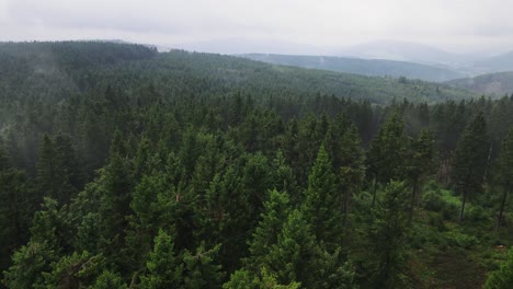 Aerial-top-view-from-drone-of-pine-forest-cover-by-fog,-nature-background