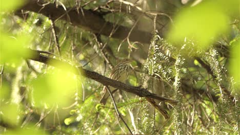 A-brown-bird-relaxing-on-a-tree-hidden-from-danger