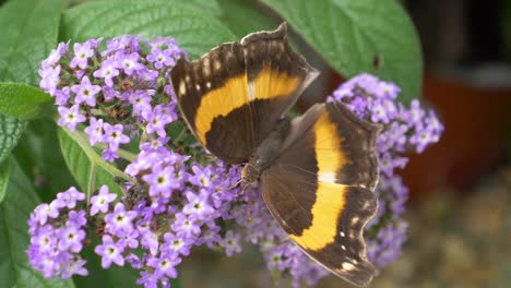 Wunderschöner-Monarchfalter,-Der-Pollen-Von-Violetten-Blüten-Sammelt-Und-In-Zeitlupe-Davonfliegt
