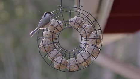 Black-capped-chickadee-feeding-from-fat-balls-in-bird-feeder,-slowmo-medium-shot