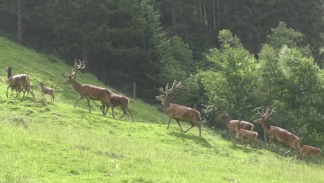 Manada-De-Ciervos-Europeos-Caminando-En-El-Prado-Verde-En-Un-Clima-De-Verano-En-Austria