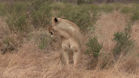 A-lioness-stands-in-the-dry-grass-as-something-in-the-distance-catches-her-interest-and-she-watches-with-curiosity