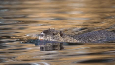 Nutria-Coypu-Swimming-in-Lake-with-Cinematic-Reflection,-Closeup