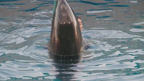 Männlicher-Trainer-Legte-Seine-Hand-Auf-Den-Schnabel-Eines-Delfins-Und-Schob-Ihn-Dann-über-Das-Wasser-Im-Umino-Mori-Aquarium-In-Sendai,-Miyagi,-Japan