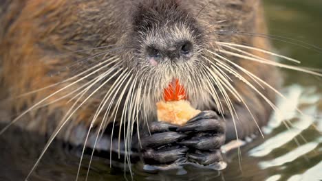 Close-Up,-Cute-Coypu-Nutria-Myocastor-coypus-In-Water-With-Long-Whiskers-Eating