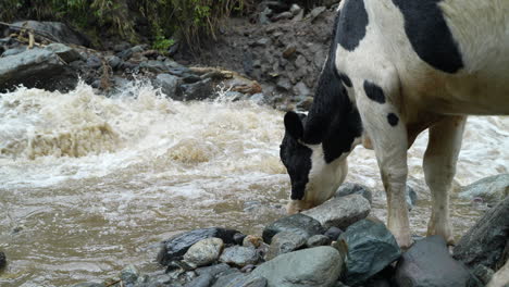 Ecuadorian-wild-white-black-cow-drinking-water-of-floating-river-in-Ecuador,4K---Slow-motion-shot