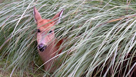 Macro-portrait-front-facing-shot-of-a-young-marsh-deer,-blastocerus-dichotomus,-remain-statue-still-under-grassy-marshland-staring-into-the-camera-with-slight-ears-movement-during-daytime