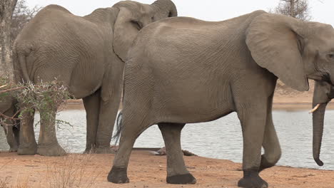 Elefantes-Viejos-Y-Jóvenes-Caminan-Por-Un-Pozo-De-Agua-En-Un-Día-Nublado,-Sudáfrica