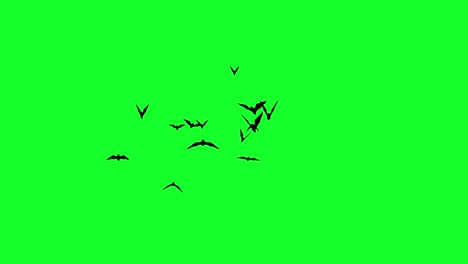 Animación-De-Murciélago-De-Pantalla-Verde,-Superposición-De-Video