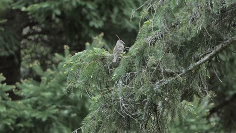 Sparrow-Bird-Perching-On-The-Coniferous-Tree-In-The-Forest---low-angle-shot