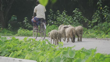 A-herd-of-sheep-is-walking-amidst-a-village-road