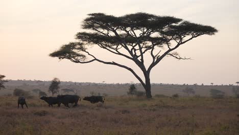 Cinematic-shot-of-a-group-of-buffalos-running-with-a-acacia-tree-in-the-background-in-the-golden-hour