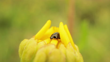 Käferkriechen-Auf-Junger,-Ungeöffneter-Gelber-Blume-Mit-Verschwommenem-Hintergrund